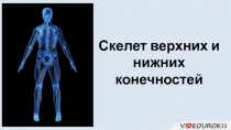 Скелет верхних и нижних
конечностей