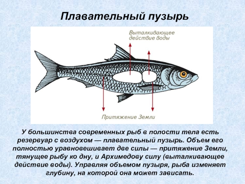 Плавательный пузырь фото