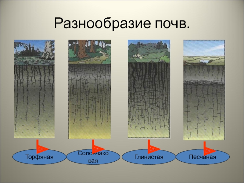 Чем определяется разнообразие почв. Разнообразие почв. Почвы разнообразие почв. Почвенное разнообразие это. Разнообразие почв чернозем.