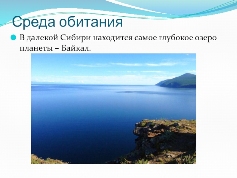 Презентация озеро байкал 3 класс. Проект про Байкал 3 класс. Озеро Байкал окружающий мир 3 класс. Презентация Байкал 3 класс окружающий мир. Презентация на тему озеро Байкал 3 класс.