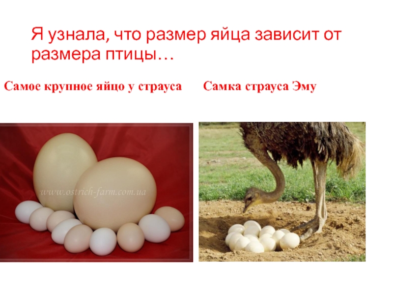 Размер яиц кур. Яйцо страуса эму. Размер яиц. Диаметр куриного яйца. Самое крупное яйцо птицы.