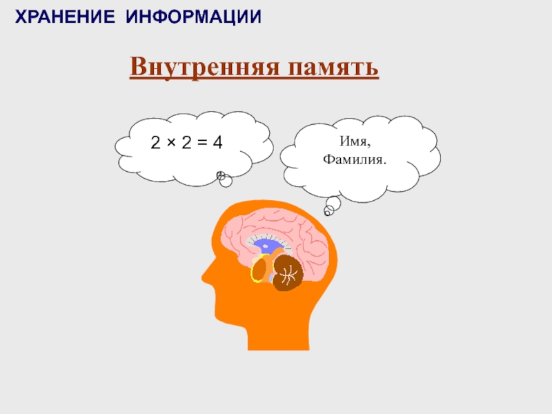 Память хранение информации. Внутренняя память человека. Внутреннее хранение информации. Собственная память человека.