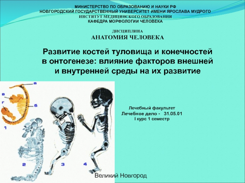 Развитие костей туловища и конечностей в онтогенезе: влияние факторов внешней и