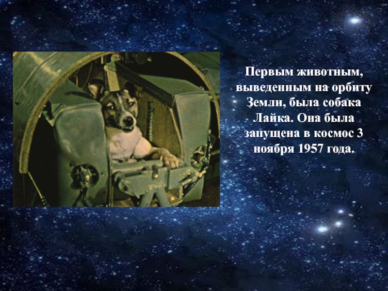 Первым животным, выведенным на орбиту Земли, была собака Лайка. Она была запущена в космос 3 ноября 1957