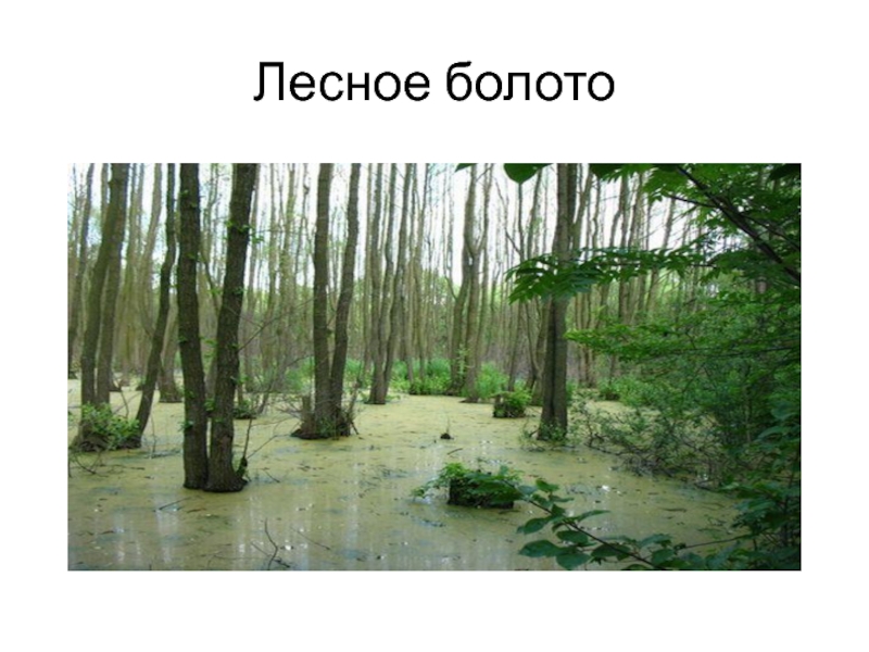 Чем отличается болото. Лесное болото. («Лесное болото»),Рейсдала .. Трясина и болото отличия. Топь и болото разница.