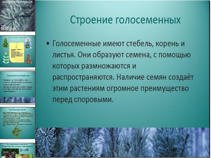 Голосеменные растения 6 класс биология презентация