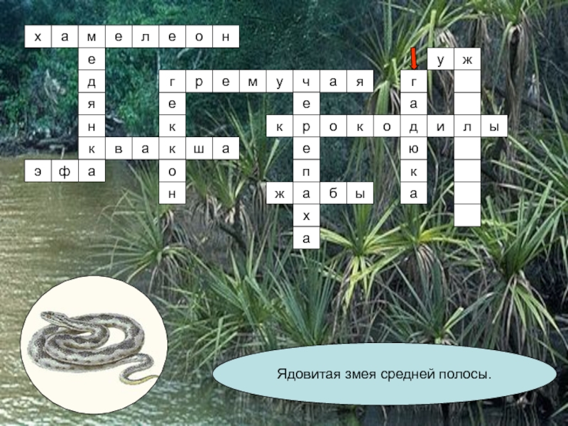 Кроссворд по земноводным 7 класс с ответами. Кроссворд на тему пресмыкающиеся. Кроссворд по теме земноводные. Кроссворд про земноводных. Кроссворд на тему класс земноводные.