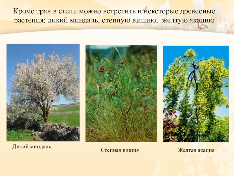В какой природной зоне растет акация. Степь растительность Акация. Миндаль растение дикорастущее. Какие растения есть в степи. Дикорастущие растения в России в степи.