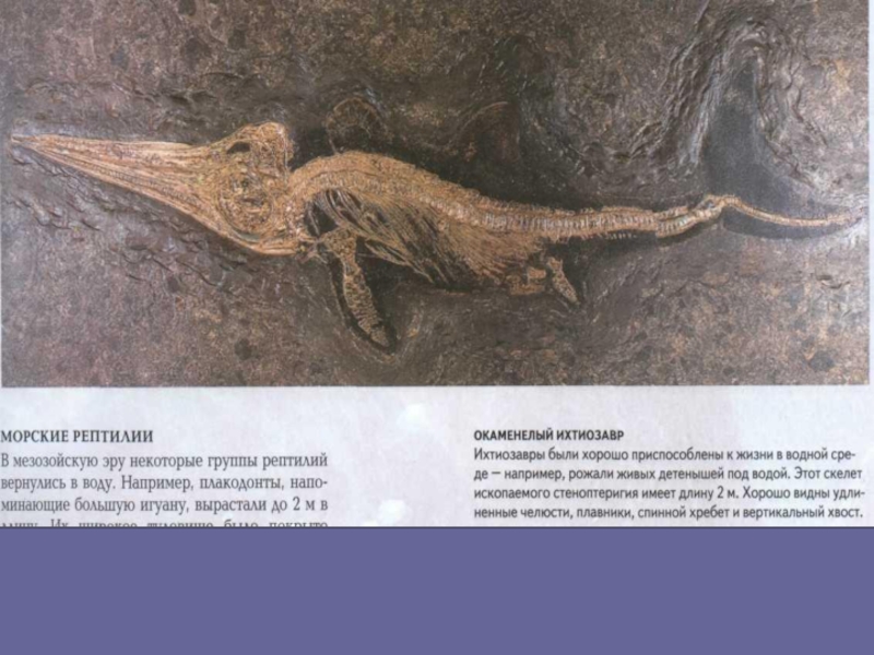 Мезозойская Эра характеристика. Метаморфоз рептилий в мезозойскую эру. Мезозойская Эра презентация. Мезозойская Эра полезные ископаемые.