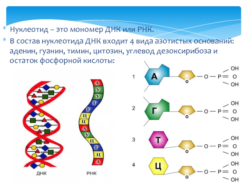 Мономером рнк является. Схема строения мономера ДНК. Строение мономера молекулы ДНК:. Строение нуклеотида ДНК. Структура мономера ДНК.