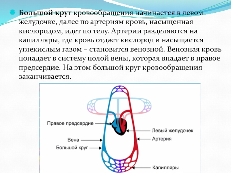 Левый желудочек большой круг кровообращения. Большой круг кровообращения начинается. Круг кровообращения начинается в левом желудочке. Большой круг кровообращения начинается в желудочке. Большой круг кровообращения начинается в левом желудочке.