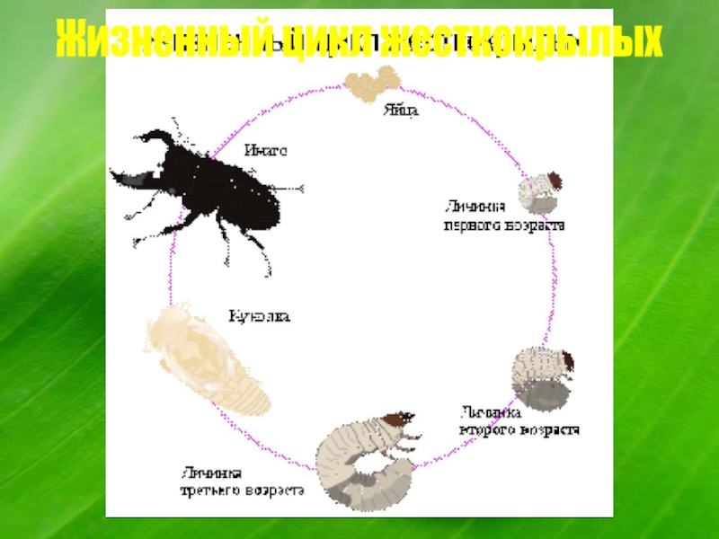 Жизненный цикл майского жука схема