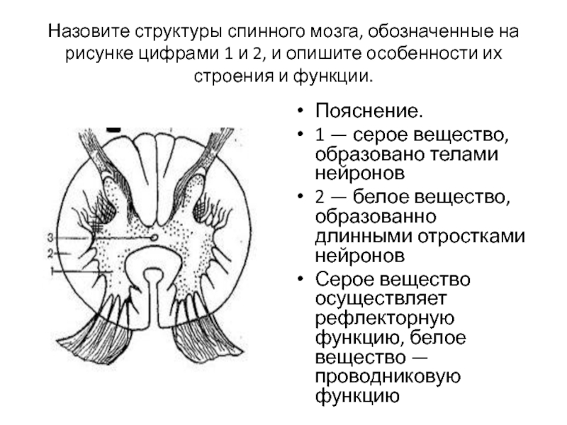 Как называется строение. Серое вещество спинного мозга обозначено цифрой. Структура серого вещества спинного мозга обозначенные. Строение спинного мозга структурные компоненты. Строение спинного мозга с обозначением.