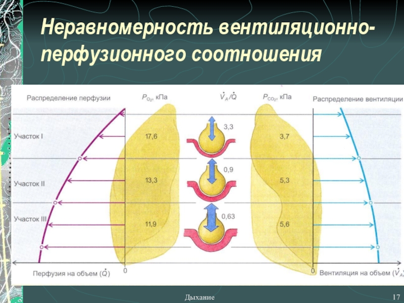 Соотношение вентиляции и перфузии. Неравномерность вентиляционно перфузионного отношения. Вентиляционно перфузионное соотношение. Коэффициент вентиляционно перфузионных отношений.