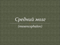 Средний мозг