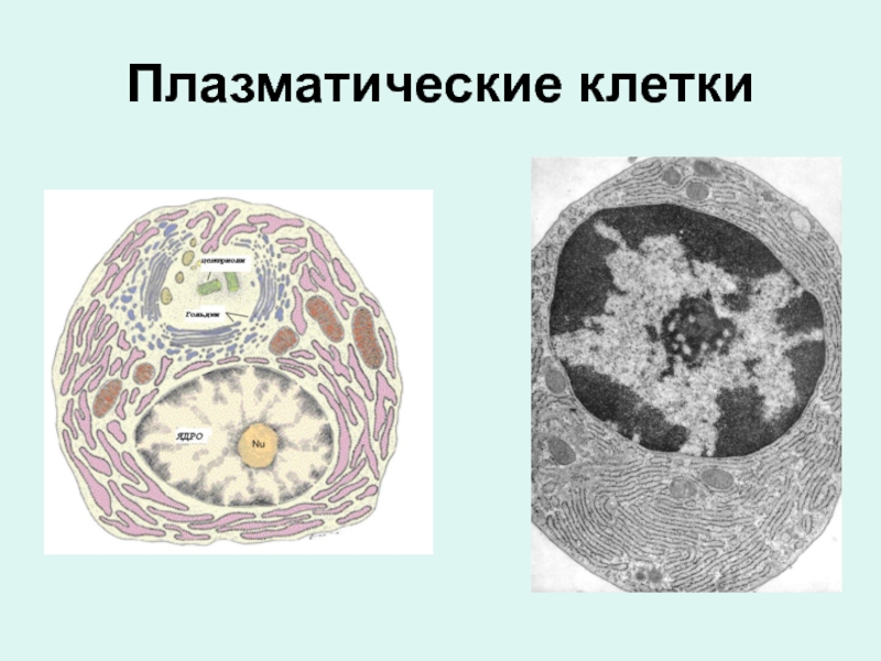 Схема строения плазмоцита