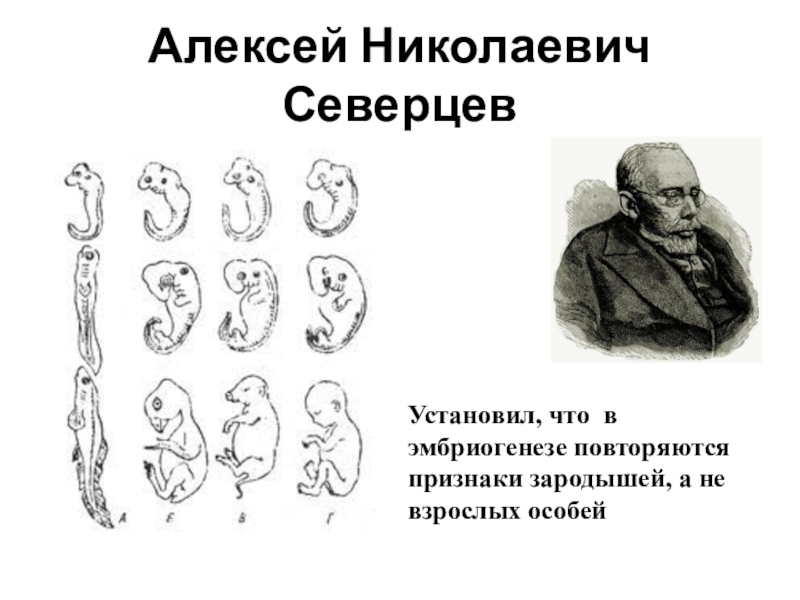 Онтогенез тест с ответами