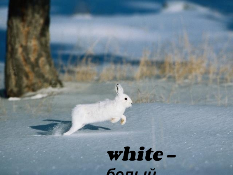 white - белый