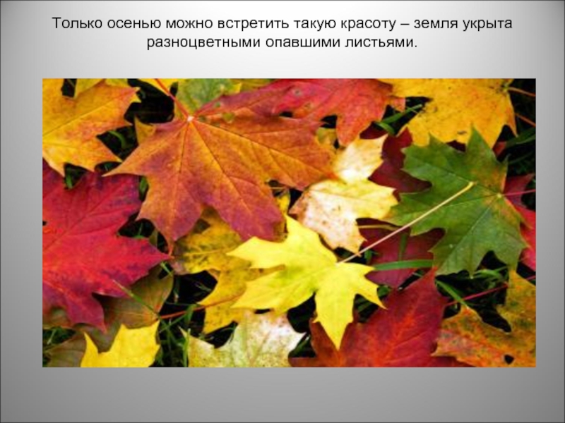 Осенью можно. Разные периоды осени. Три периода осени. Осень периоды осени. Три периода осени презентация.