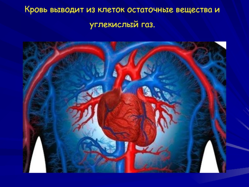 Кровообращение 3 класс презентация