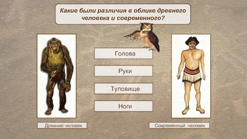 Древний человек Современный человекКакие были различия в облике древнего человека и современного? Голова Руки Туловище Ноги