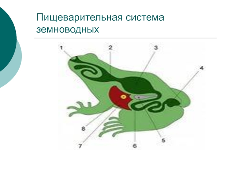 Земноводные животные системы органов