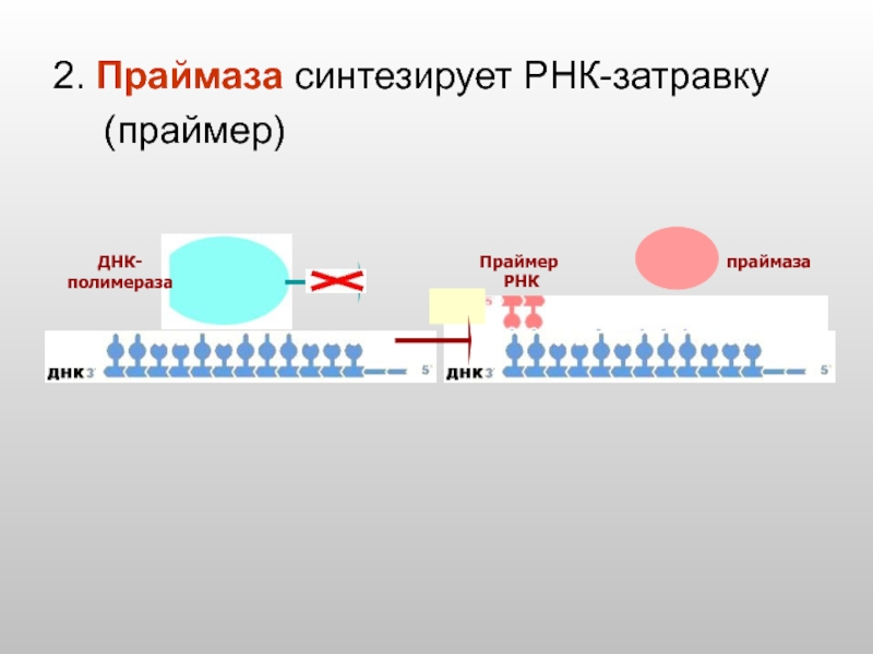 Рнк затравка. ДНК полимераза и ДНК праймаза. РНК Праймеры функции. РНК праймаза и ДНК полимераза. Праймер РНК затравка.