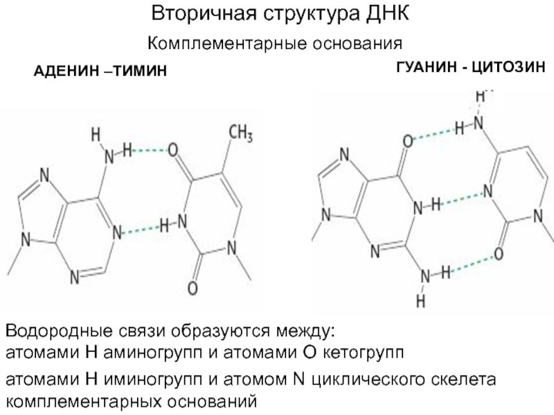Водородный связи между аденином и тимином. Структура гуанин Тимин аденин. Аденин гуанин цитозин Тимин водородные связи. Вторичная структура ДНК аденин Тимин. Структура аденина Тимина гуанина.