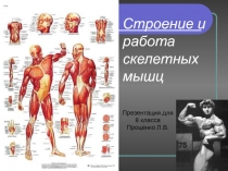 Строение и работа скелетных мышц