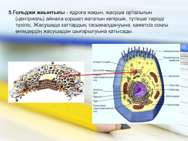 Жасушаның құрылысы фото