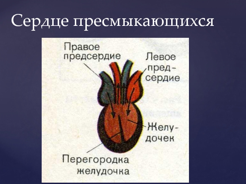 4 сердце пресмыкающихся состоит из. Сердце рептилий. Сердце пресмыкающегося. Пресмыкающиеся строение сердца. Сердце рептилии класс пресмыкающиеся.