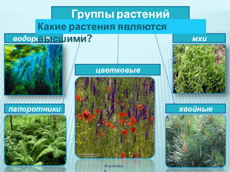 Три примера группы растений водоросли. Группы растений. Названия групп растений. Группы растенийэ. Группа растений цветковые растения.
