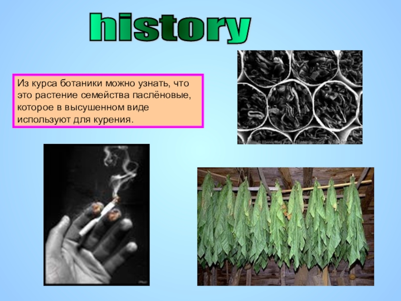 Курс по ботанике. Табак для презентации. История курения презентация. История табака. Табак картинки для презентации.