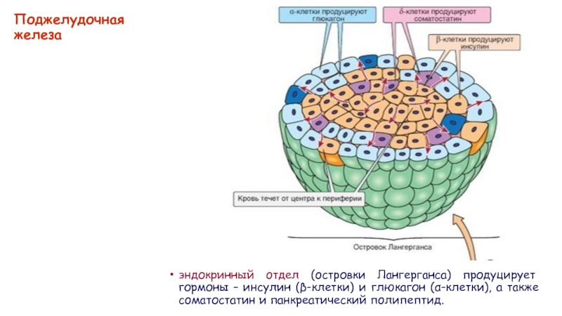 Клетки вырабатывают. Клетки островков Лангерганса. Гормоны клеток островков Лангерганса. D1 клетки островков Лангерганса вырабатывают. Панкреатический полипептид.