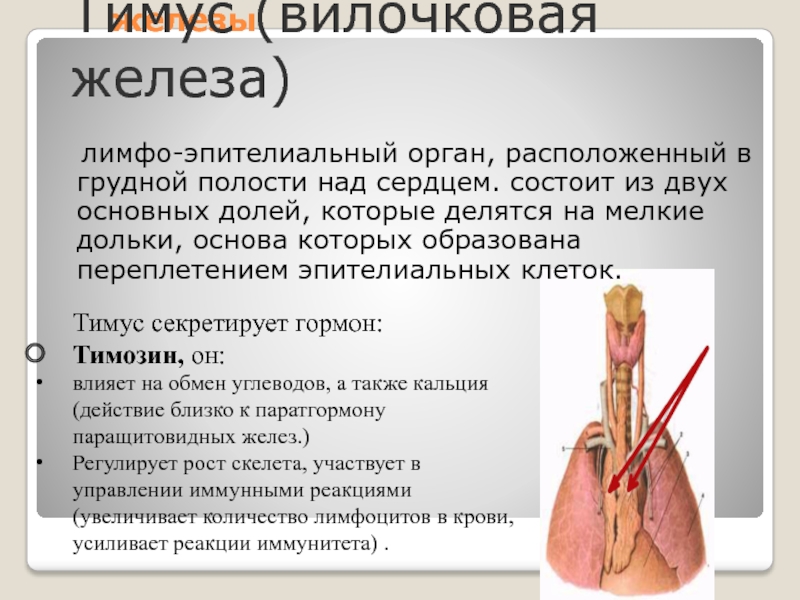Иммунный орган тимус. Вилочковая железа секреция. Тимус или вилочковая железа. Вилочковая, или зобная железа (тимус). Видовочкая железа.