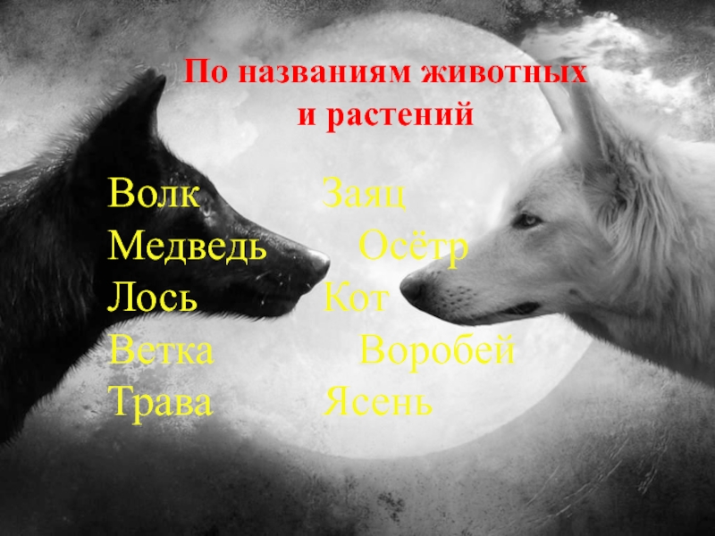 Имя зверя. Имя зверя никто. Отметьте Общие имена объектов цветок волк Мурманск.