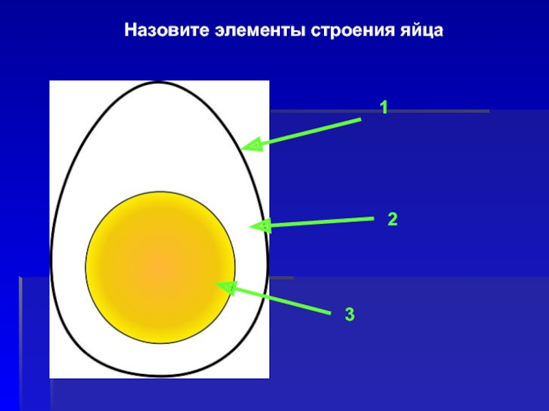 Как называется яйцо. Строение яйца таблица. Строение яйца из подручных средств. Рисунок 162 строение яйца. На рисунке изображено строение яйца птицы.