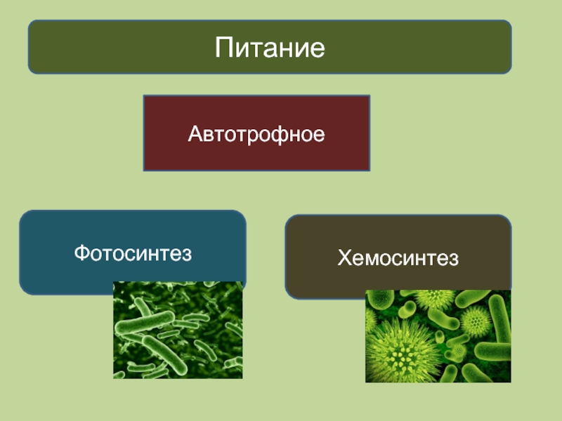 Растения относятся к автотрофам. Автотрофное питание фотосинтез. Автотрофное питание хемосинтез. Автотрофный способ питания.