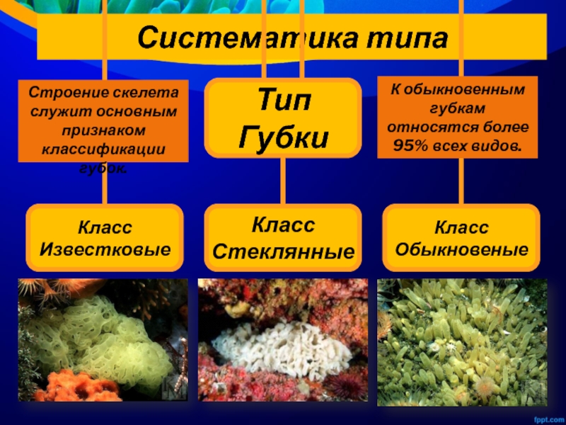 Биология 7 класс тип губки презентация