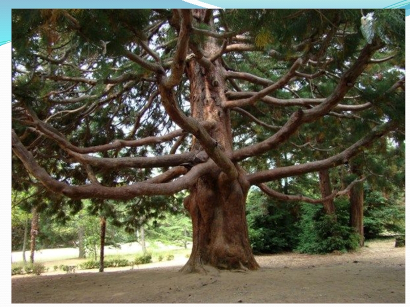 Артек дерево желаний фото