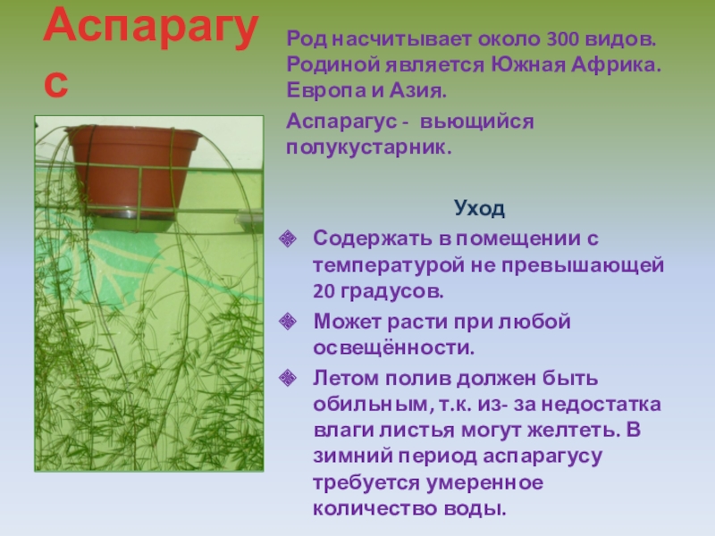 Опишите особенности растений каланхоэ и аспарагуса. Аспарагус Родина растения. Родина аспарагуса комнатного растения. Комнатные растения в детском саду аспарагус.
