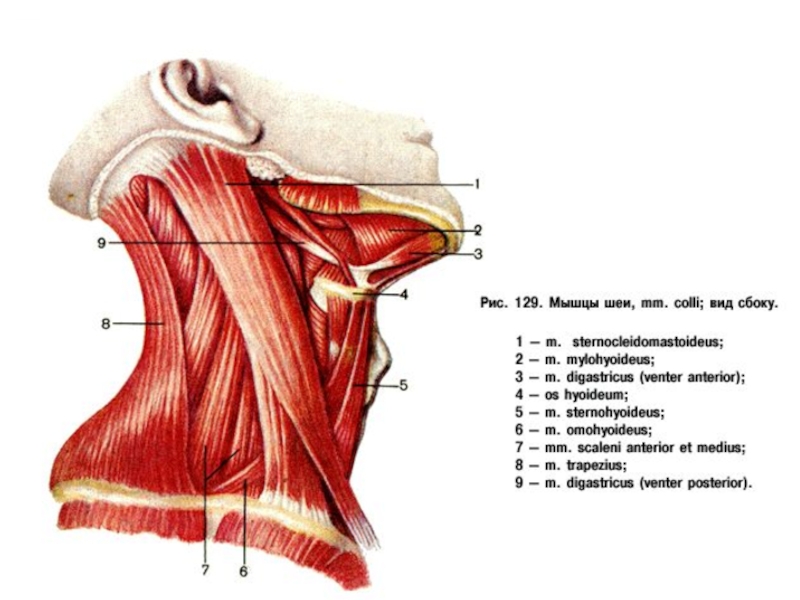 Мышца на латыни. Мышцы шеи вид сбоку анатомия. Поверхностные мышцы шеи латынь. Мышцы шеи анатомия на латинском. Глубокие мышцы шеи анатомия на латыни.