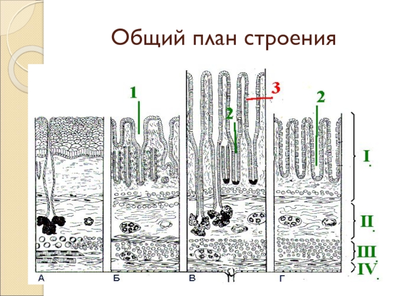 Общий план строения желез