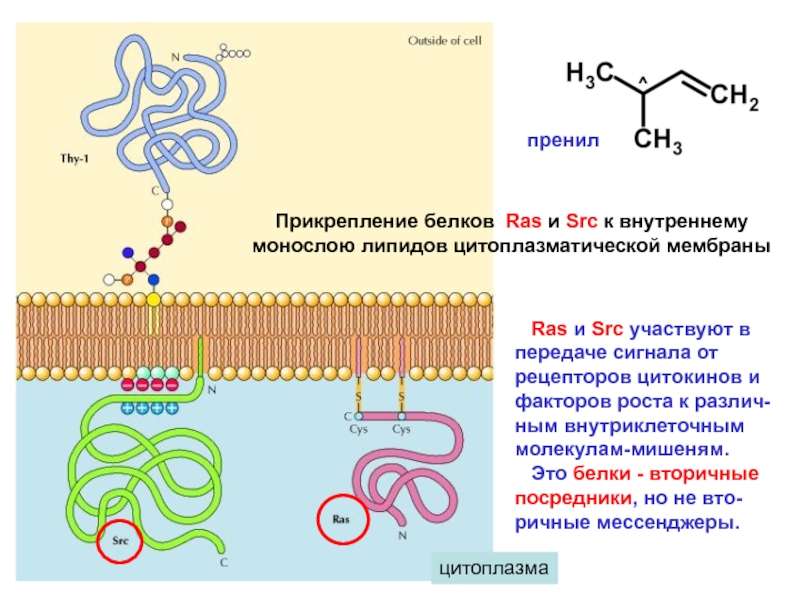 Синтез цитоплазматических белков. Ras белки. Монослой липидов. Взаимодействие белков с липидными монослоями. Монослои мембраны.