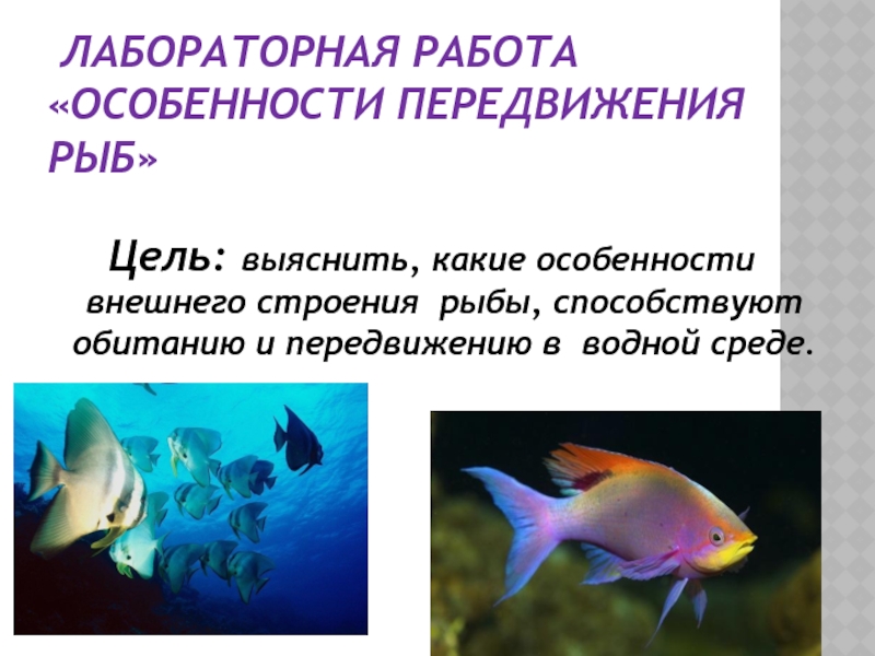 Лабораторная работа рыбы. Лабораторная внешнее строение рыб. Общая характеристика рыб.