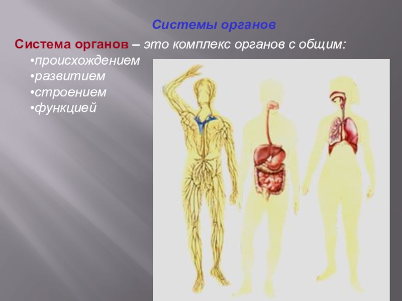 Комплекс органов. Понятие об органе и системе органов. Понятиям «организм», «орган» и система органов. Темы по анатомии.