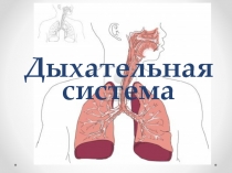 Дыхательная система