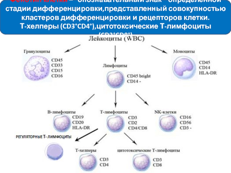 Т и б клетки. Т-хелперы и кластеры дифференцировки CD 4. Cd4 t лимфоциты. Сд8 лимфоциты. Кластеры дифференцировки лимфоцитов схема.