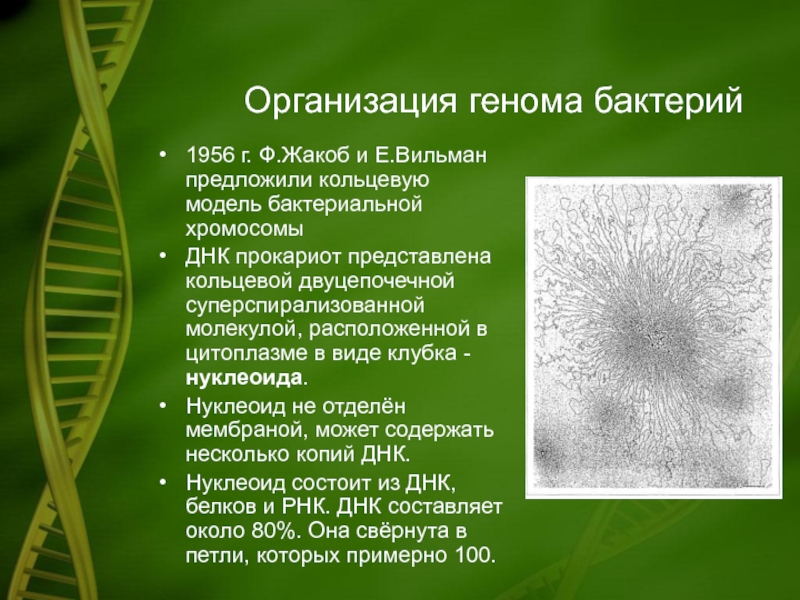 Генетический аппарат клетки растения