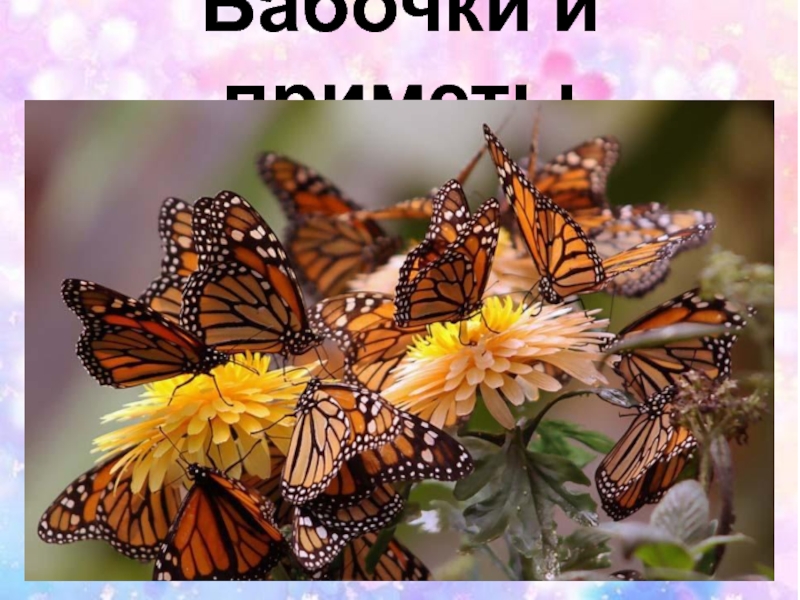 Бабочки и приметы